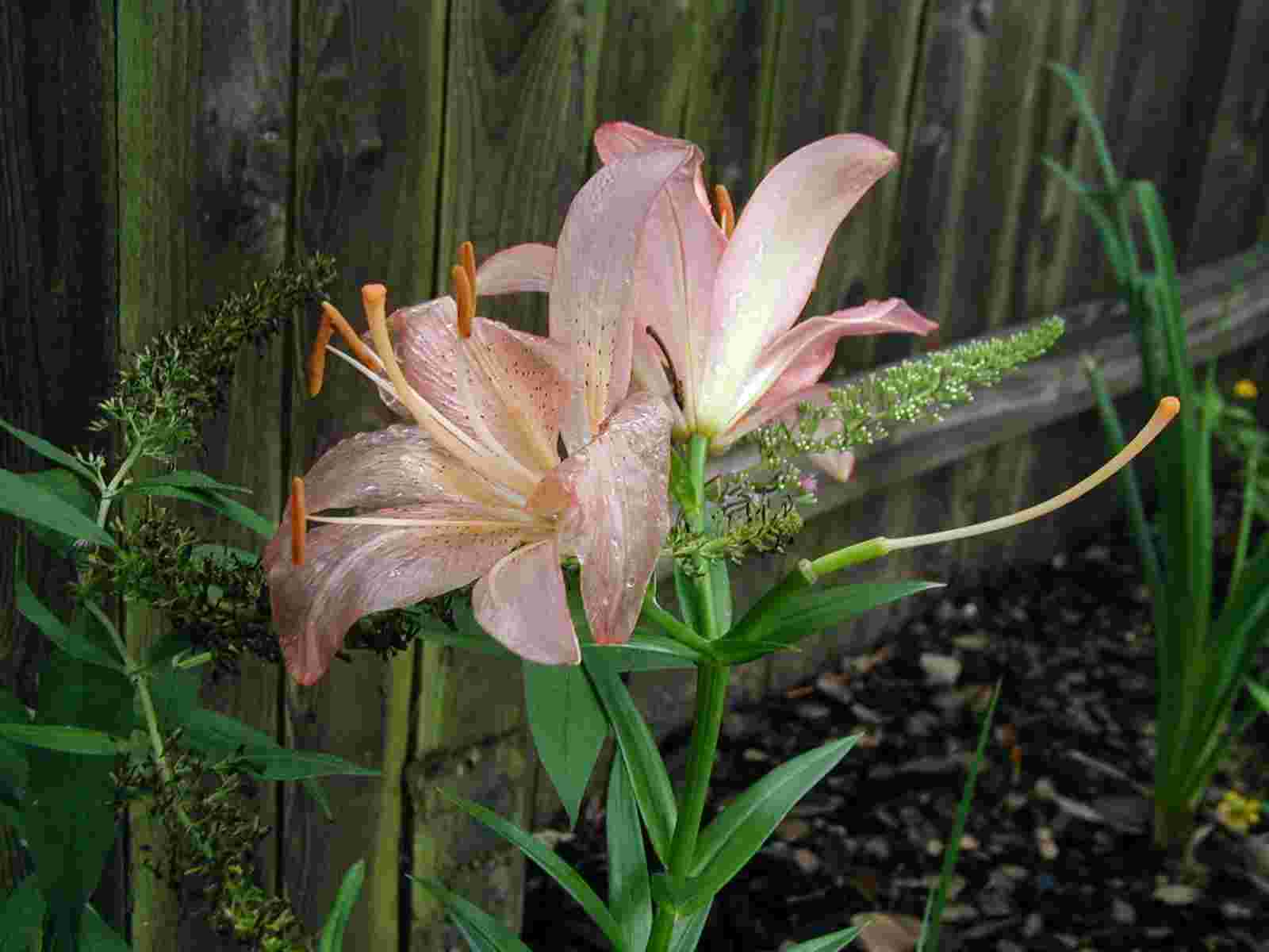 day lilly