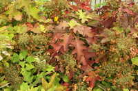  fall_colors.jpg 